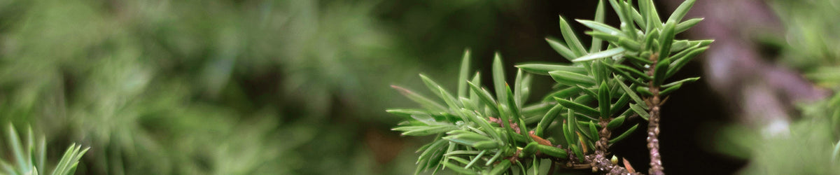 STIHL - "wrap Around" Chaps L/36 - 0000-886-3907 photo 1