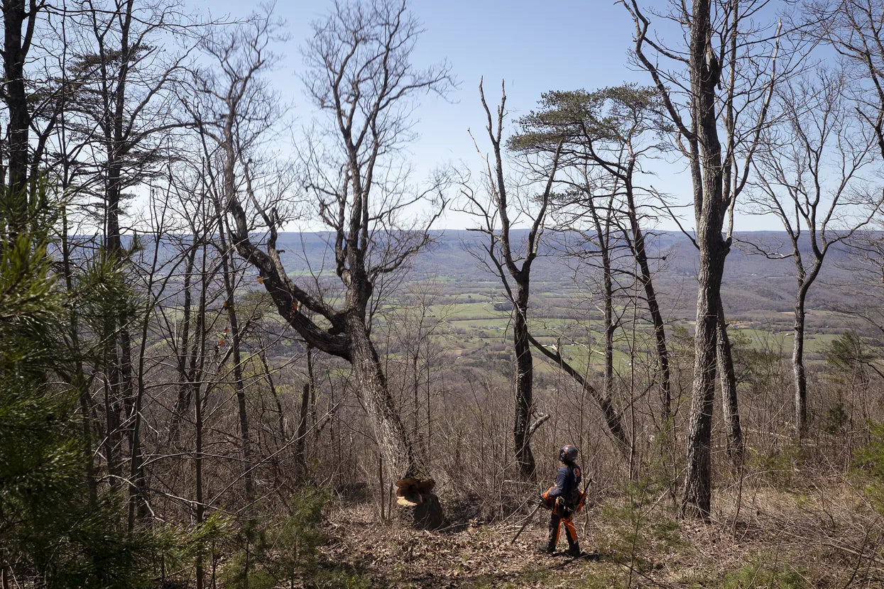 Husqvarna Forest & Garden - 970493088 - 585 Chainsaw, 28"