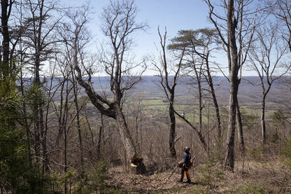 Husqvarna Forest & Garden - 970493088 - 585 Chainsaw, 28"